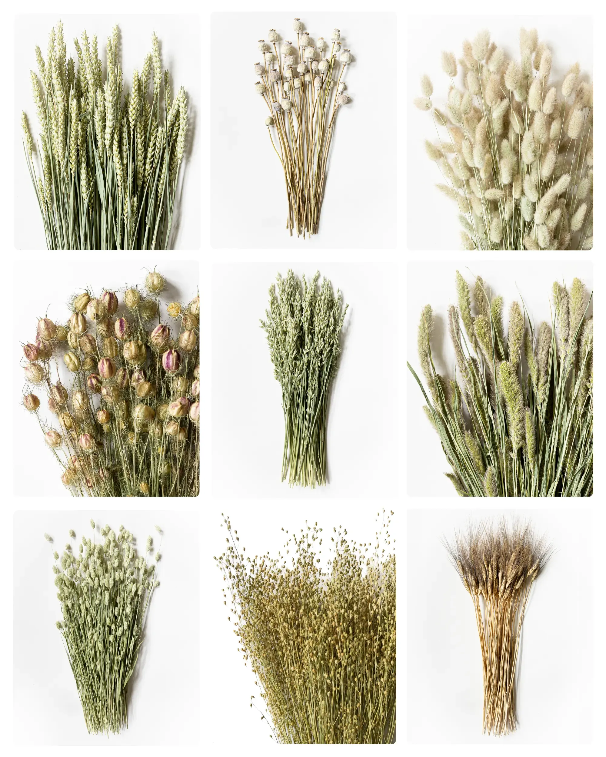 Torkade Blommor - Testkit - Naturliga