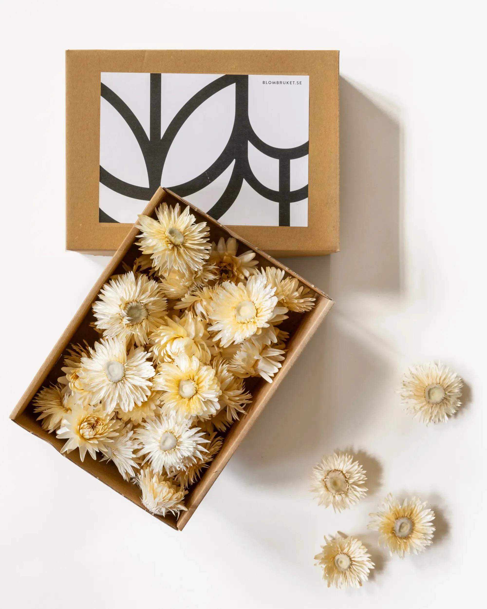 Torkade Eterneller Vit