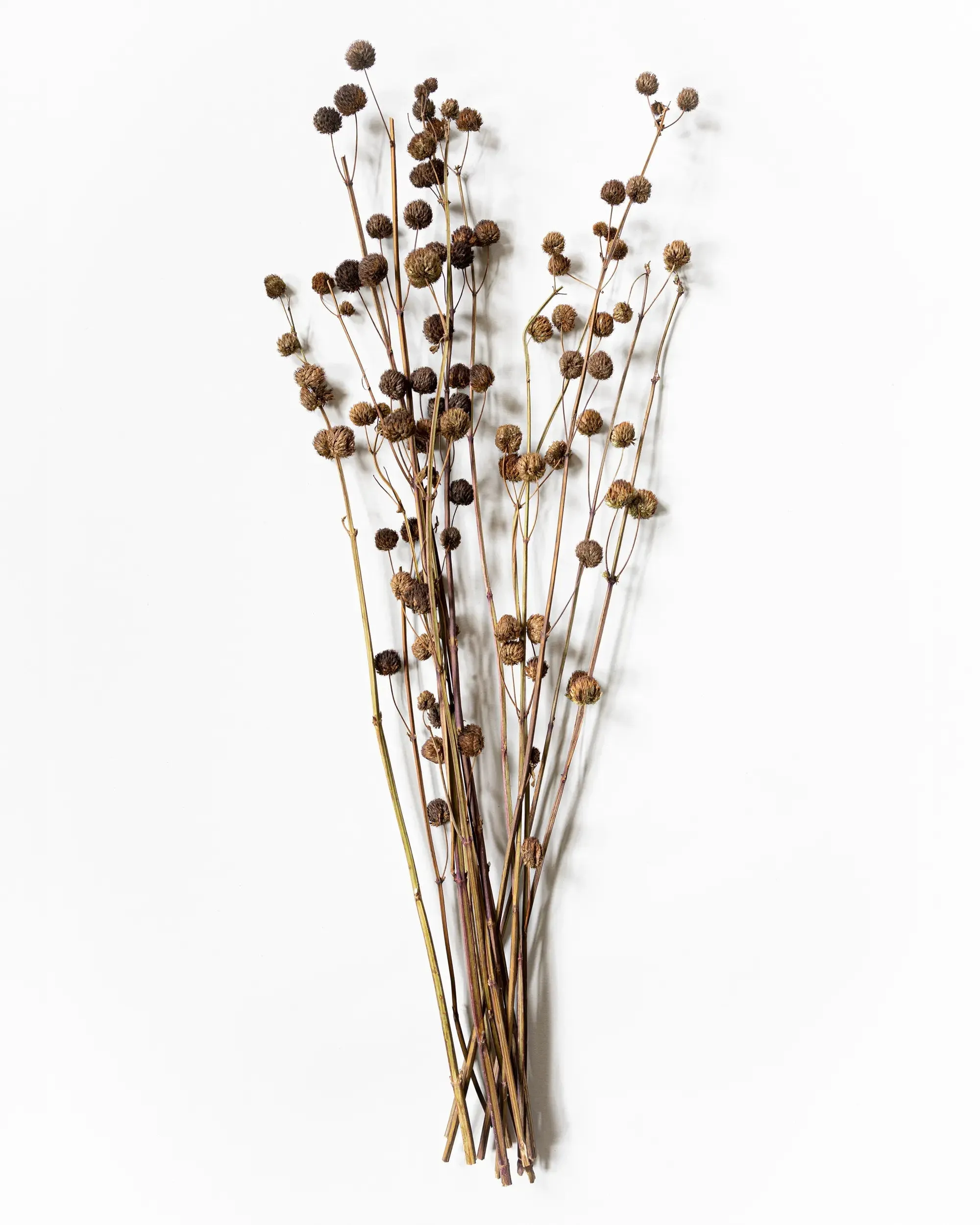 Torkade Mullbär - Halvbunt