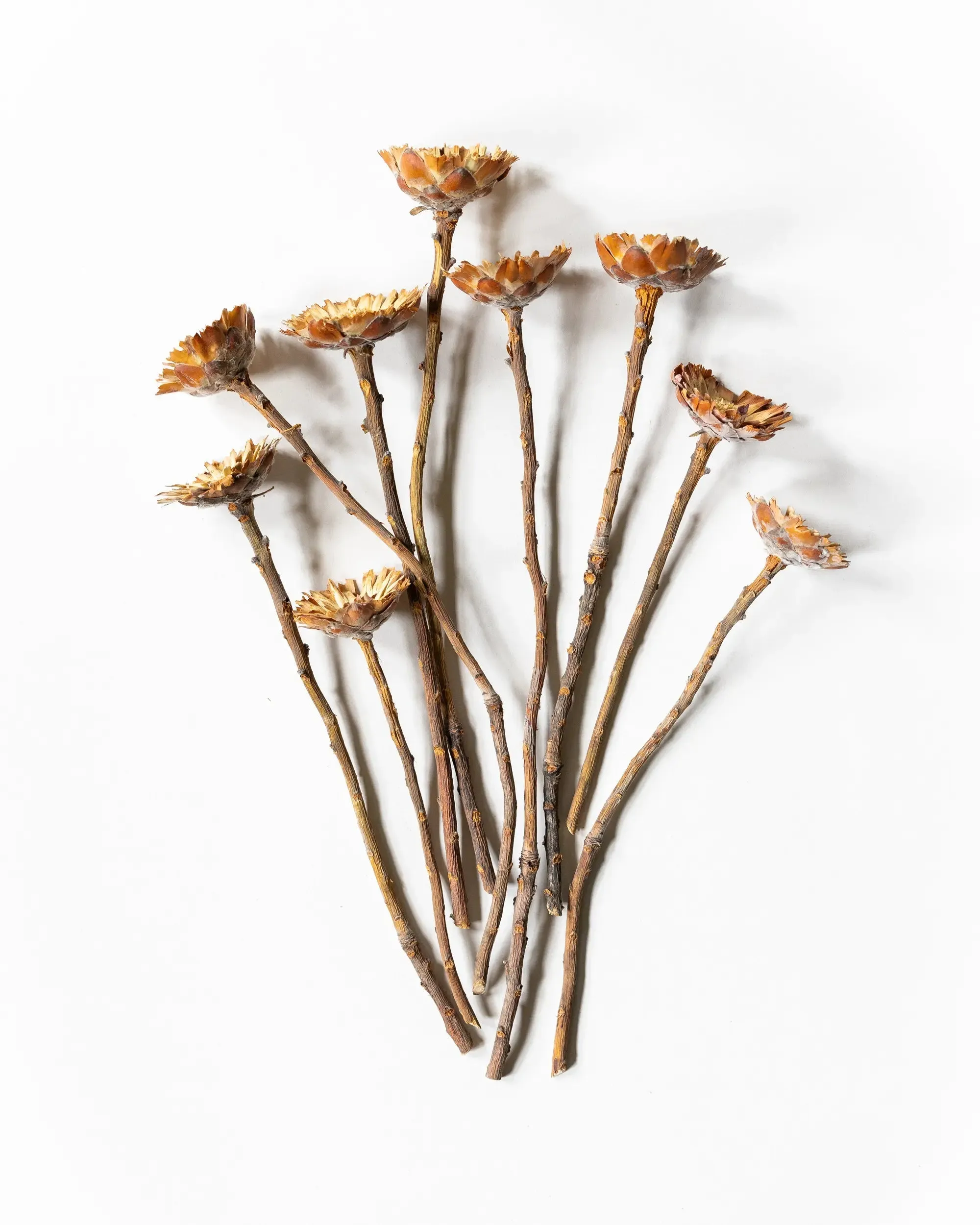 Torkade Träblommor - 10 blommor