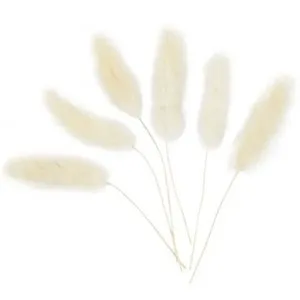 Torkat gräs - Bunny Tails - 6-pack