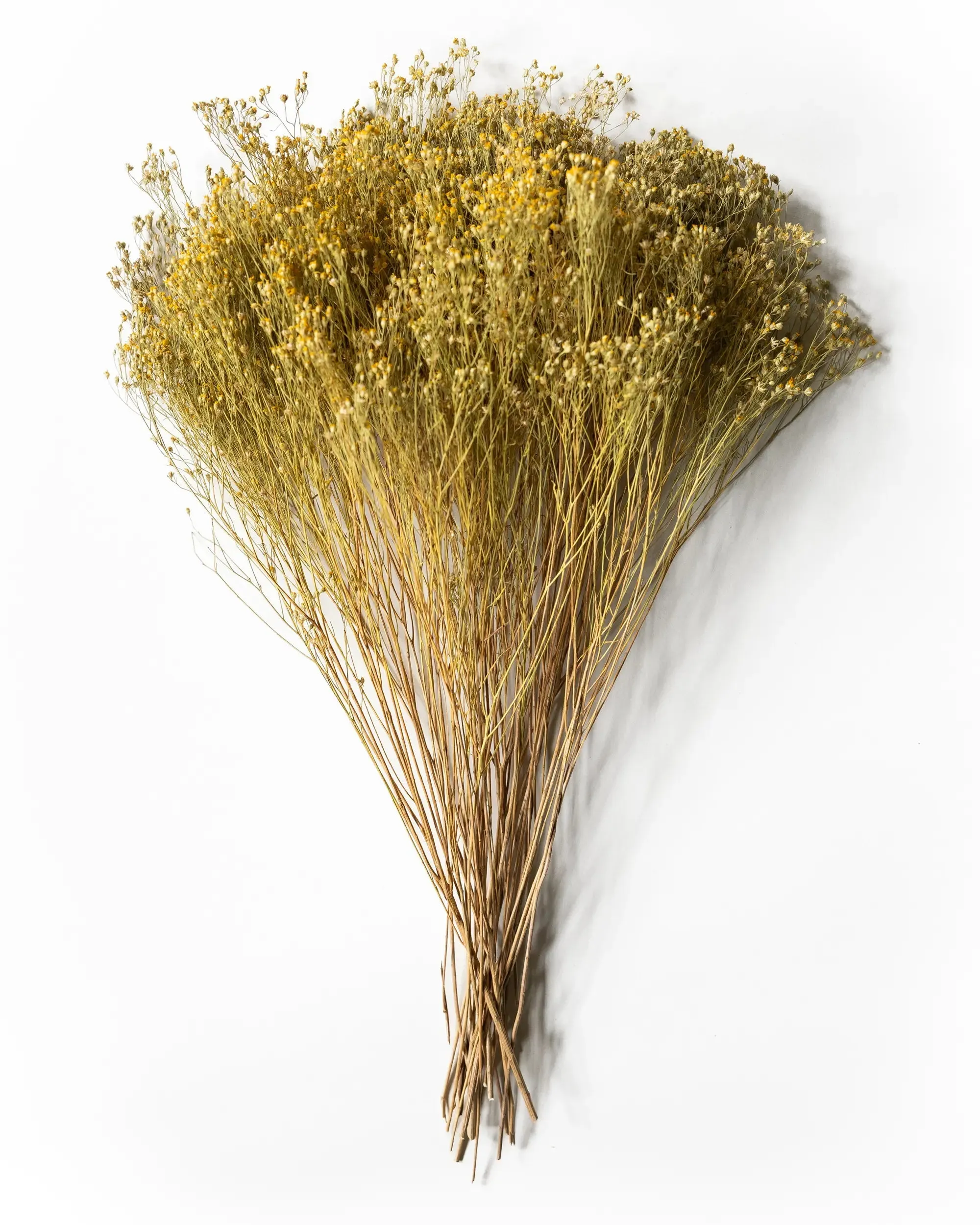 Torkat Kvastgräs - Halvbunt